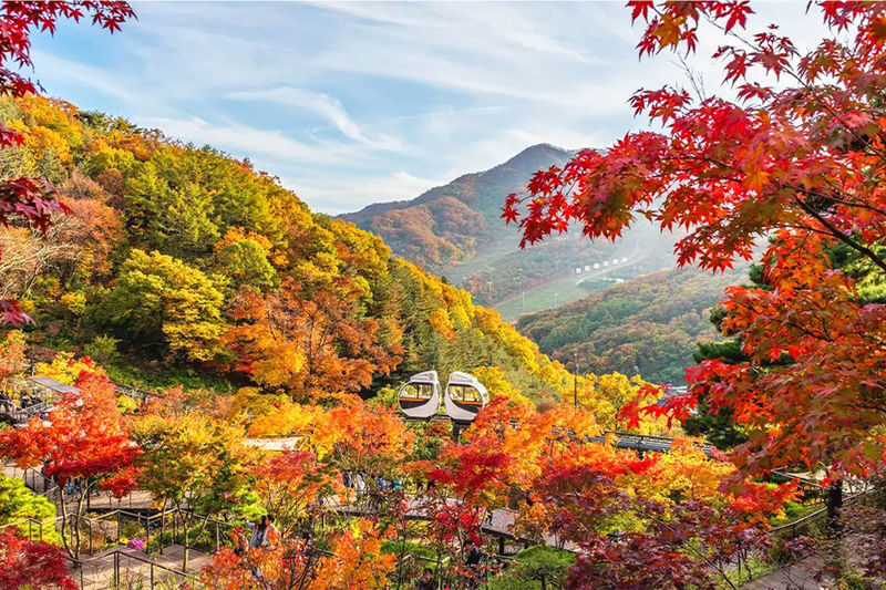 Hwadam Botanic Garden&Gwangmyeong Cave&Korean Folk Village Day Tour - Hwadam Forest rewards a slow pace