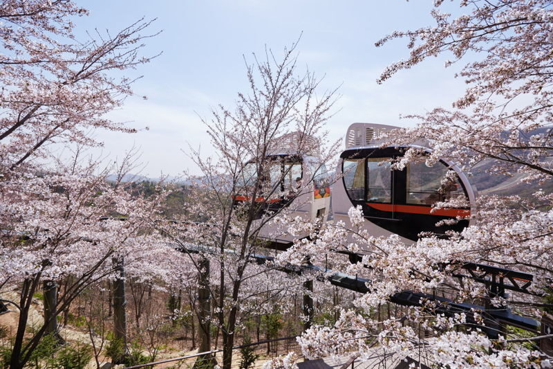 Hwadam Botanical Garden & Korean Folk Village One-day Nature & Cultural Tour - At a glance