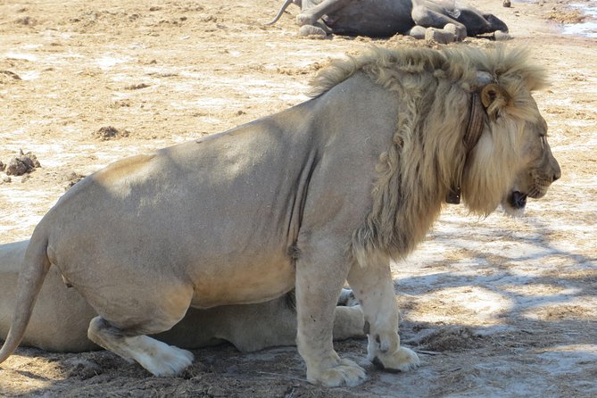 Hwange 2 Nights Bush Camping and Safaris - Price and Inclusions