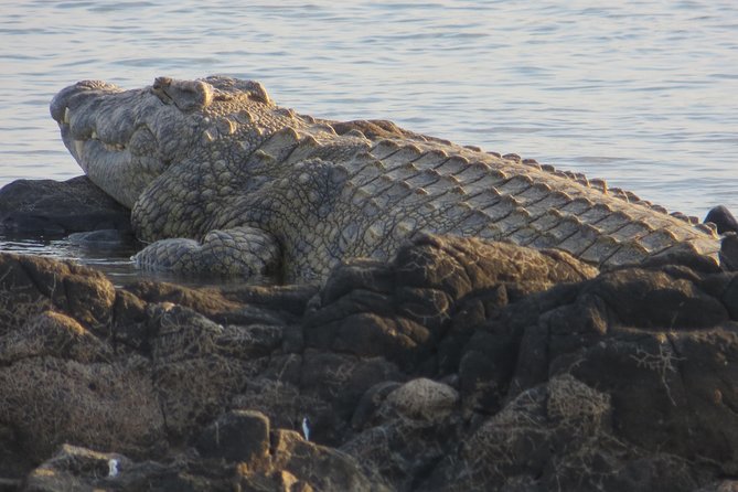 Hwange 2 Nights Bush Camping and Safaris - Activities Included