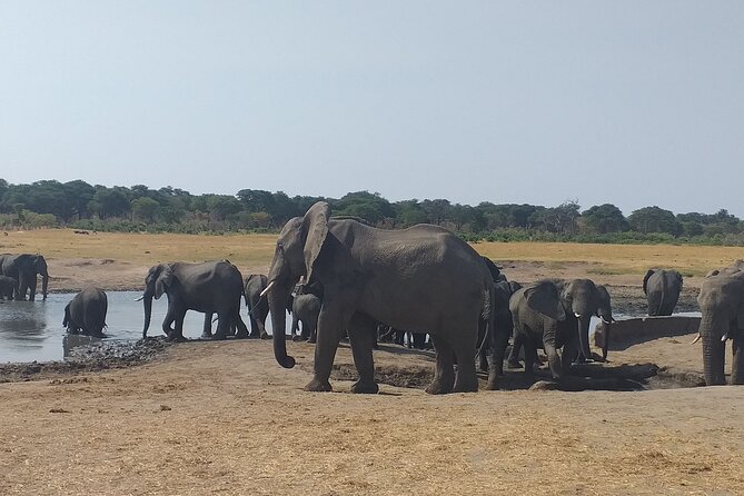 Hwange National Park Full Day Trip - Logistics and Pickup Information