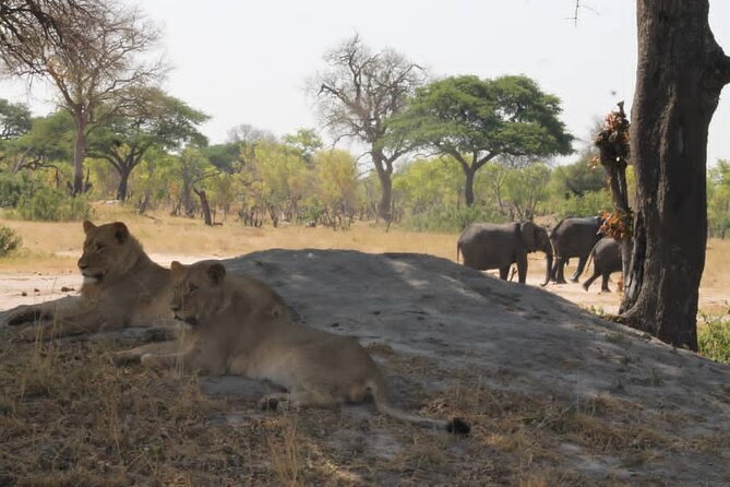 Hwange National Park Full Day Trip - Price and Reservation Information