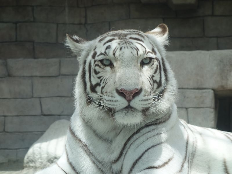 Hybrid Leisure Land Tobu Zoo Ticket Tokyo - A zoo day with a roller coaster in the middle