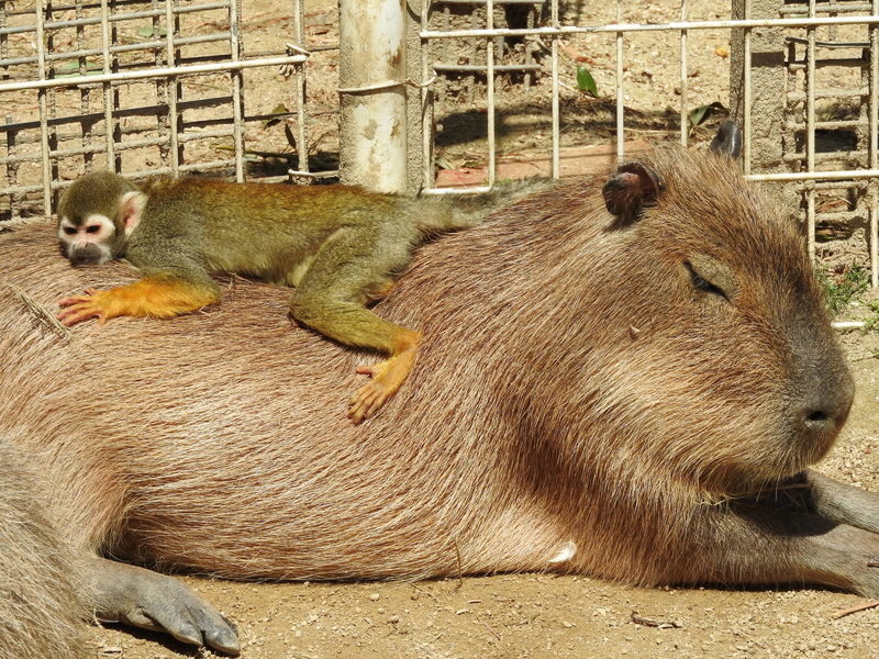 Hybrid Leisure Land Tobu Zoo Ticket Tokyo - Start with the ticket that matches your day