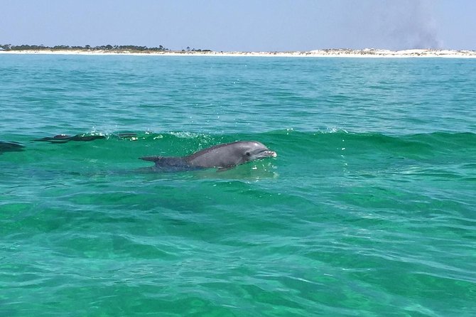 Hydrojet Dolphin Cruise - Pricing and Value