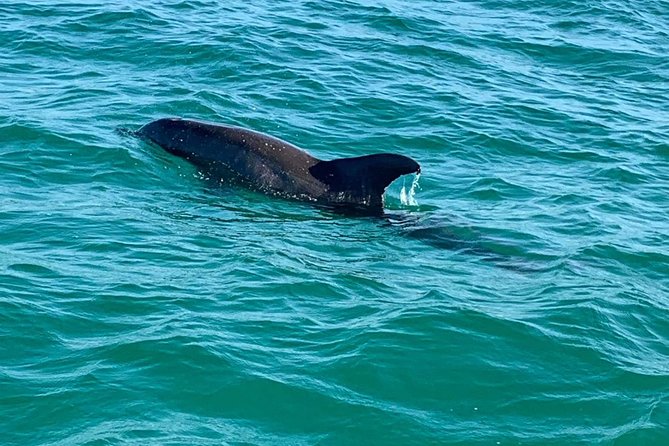 Hydrojet Dolphin Cruise - Experience and Reviews