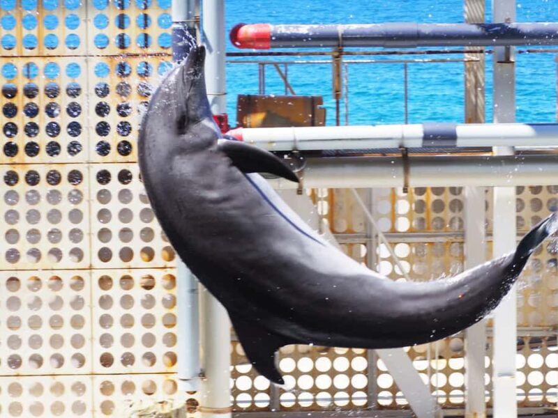 Hyogo: Kinosaki Onsen Hot Spring Day Trip from Osaka - The Sum Up