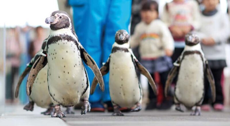 Hyogo: Kinosaki Onsen Hot Spring Day Trip from Osaka - FAQ