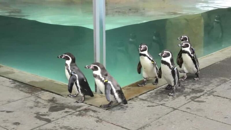 Hyogo: Kinosaki Onsen Hot Spring Day Trip from Osaka - Final Words