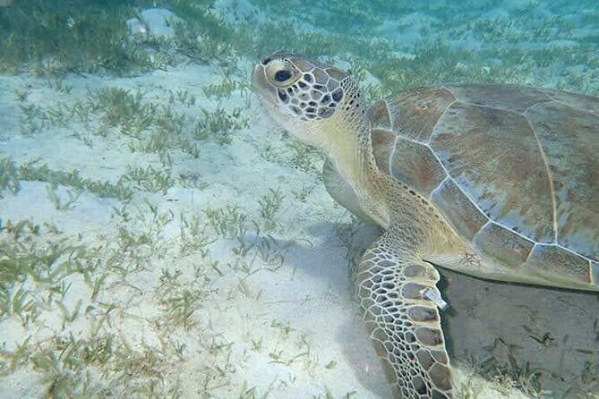 I Like Turtles Private Sailing and Snorkeling from Sapphire - Detailed Itinerary and What to Expect