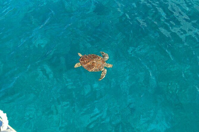 I Like Turtles Private Sailing and Snorkeling from Sapphire - Practical Details and Tips