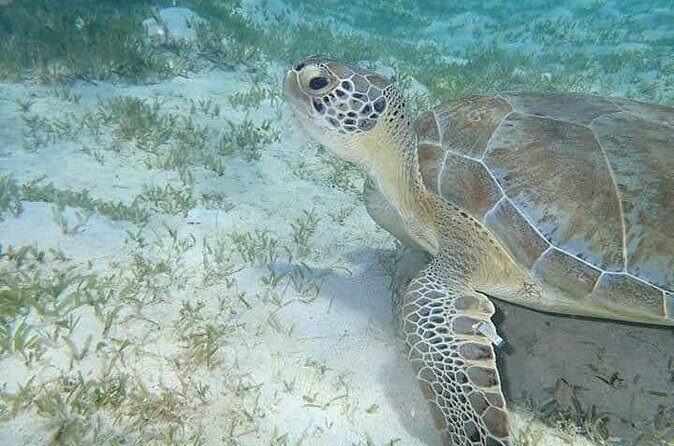 I Like Turtles Private Sailing and Snorkeling from Sapphire - The Sum Up: Who Should Consider This Tour?