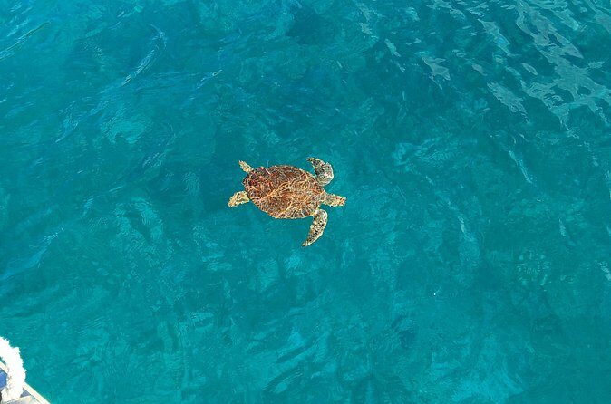 I Like Turtles Private Sailing and Snorkeling from Sapphire - FAQ