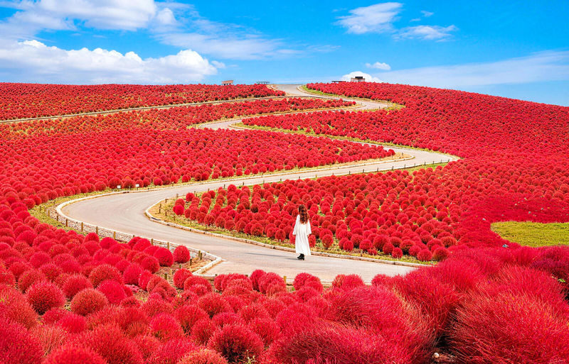 Ibaraki Coastal Flower Scenery Tour - Oarai Isosaki Shrine Torii, Nakaminato Fish Market, Hitachi Seaside Park Day Trip - At a glance