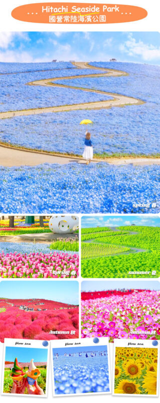 Ibaraki Coastal Flower Scenery Tour - Oarai Isosaki Shrine Torii, Nakaminato Fish Market, Hitachi Seaside Park Day Trip - Hitachi Seaside Park: flowers on a very large scale