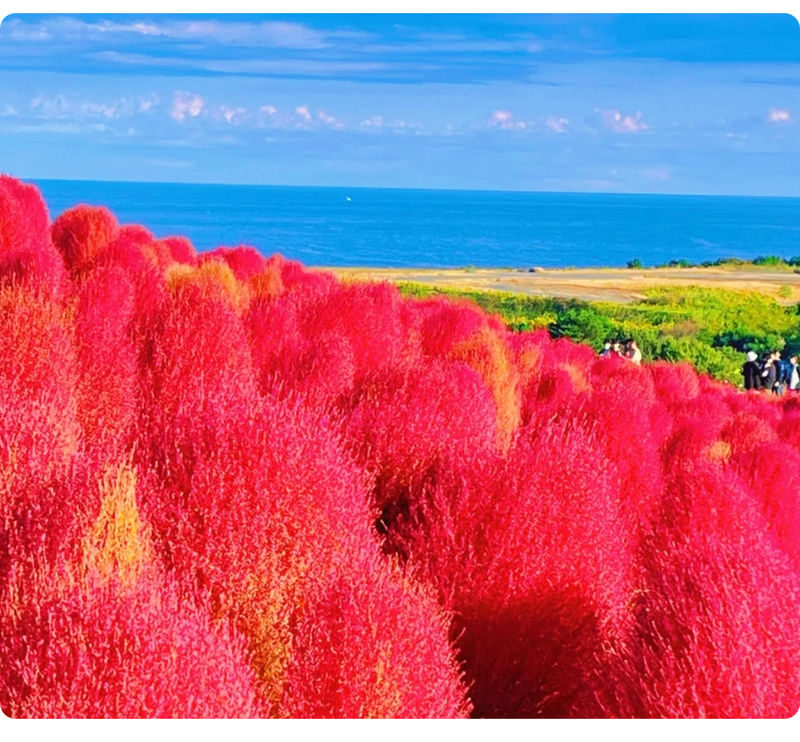 Ibaraki Coastal Flower Scenery Tour - Oarai Isosaki Shrine Torii, Nakaminato Fish Market, Hitachi Seaside Park Day Trip - Who should book this Ibaraki day trip?