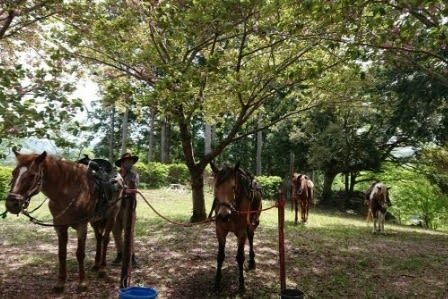Ibaraki | Mt. Tsukuba Horseback Riding Experience - The guides make the outing easier