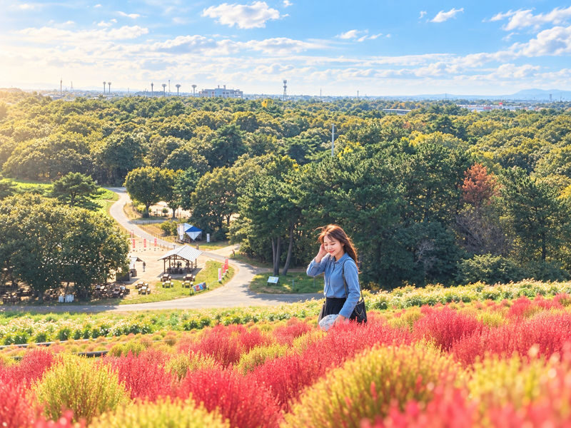 Ibaraki One-Day Tour | Hitachi Seaside Park & Kochia & Oarai Isosaki Shrine & Fukuroda Falls, One of Japans Three Great Waterfalls - The essentials at a glance