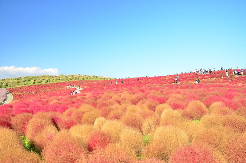 Ibaraki One-Day Tour | Hitachi Seaside Park & Kochia & Oarai Isosaki Shrine & Fukuroda Falls, One of Japans Three Great Waterfalls - Hitachi Seaside Park: flowers on a tight clock