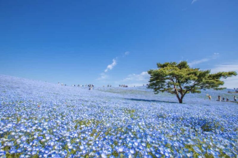 Ibaraki: Private Customizable Tour with a Local Guide - A Closer Look at Ibaraki’s Hidden Charms