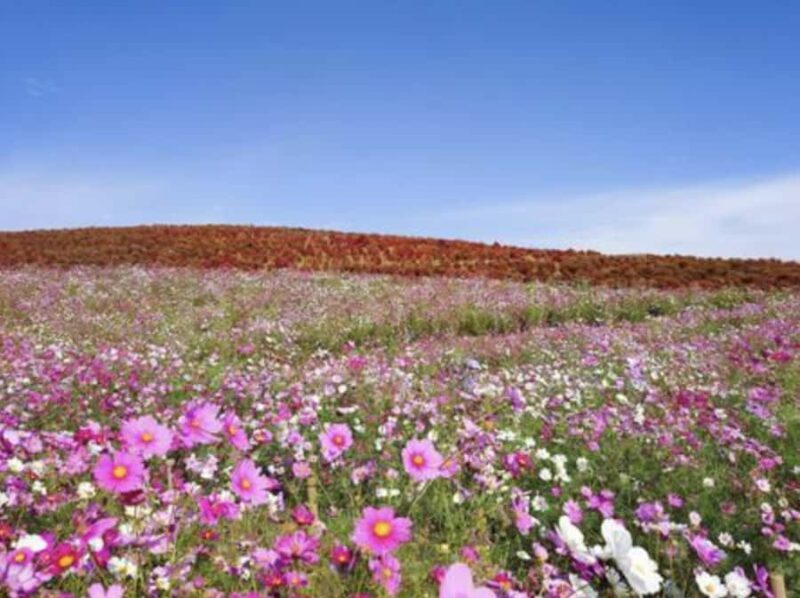 Ibaraki: Private Customizable Tour with a Local Guide - FAQ