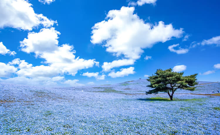 Ibaraki/Tokyo Suburbs Private Chartered Day Tour | Hitachi Seaside Park, Ashikaga Flower Park, Tonegawa Fireworks Festival - A long day made easier by a private car