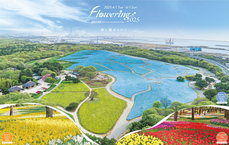 Ibaraki/Tokyo Suburbs Private Chartered Day Tour | Hitachi Seaside Park, Ashikaga Flower Park, Tonegawa Fireworks Festival - Hitachi Seaside Park changes with the calendar