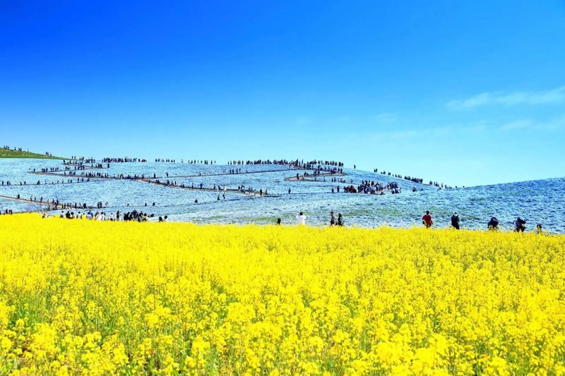 Ibaraki/Tokyo Suburbs Private Chartered Day Tour | Hitachi Seaside Park, Ashikaga Flower Park, Tonegawa Fireworks Festival - Make customization work for your group