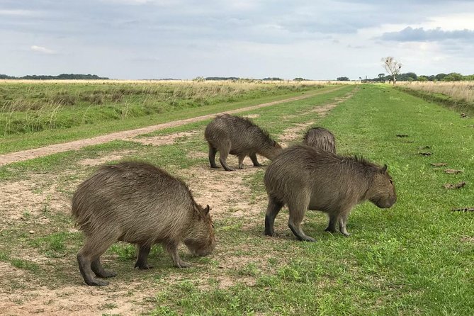 Ibera Safari - Good To Know