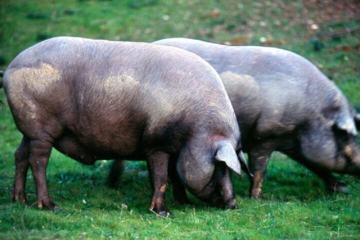 Iberian Ham Route and Cate in the Sierra De Aracena - Discovering the Traditions of the Sierra De Aracena