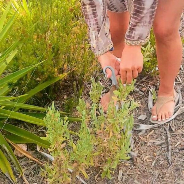 IBIZA : DIY Regenerating & Anti-Red Cream From IBIZA Plants - Frequently Asked Questions