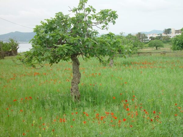 Ibiza: Full-Day Excursion and Visit to a Hippy Market - Exploring Las Salinas Beach