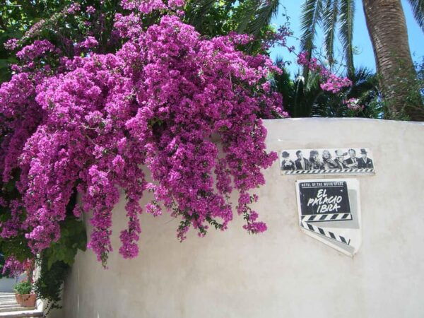 IBIZA : Old Town Guided Tour With a Local - Frequently Asked Questions