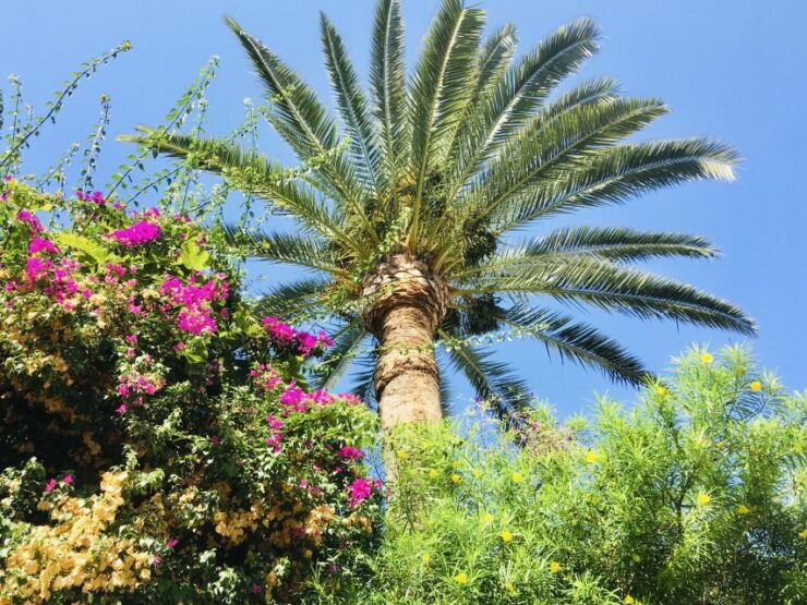 Ibiza: Old Town Guided Walking Tour - Tour Details