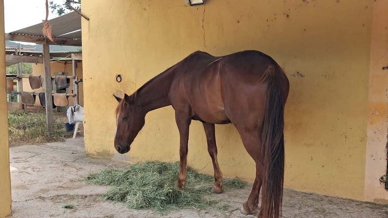 Ibiza: Private Horseback Ride + Transport & Optional Picnic - FAQs