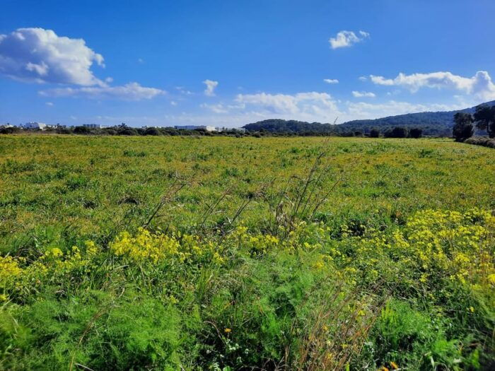Ibiza: Salines Bike Tour to See Flamingos and Salt - Participant Requirements and Preparation