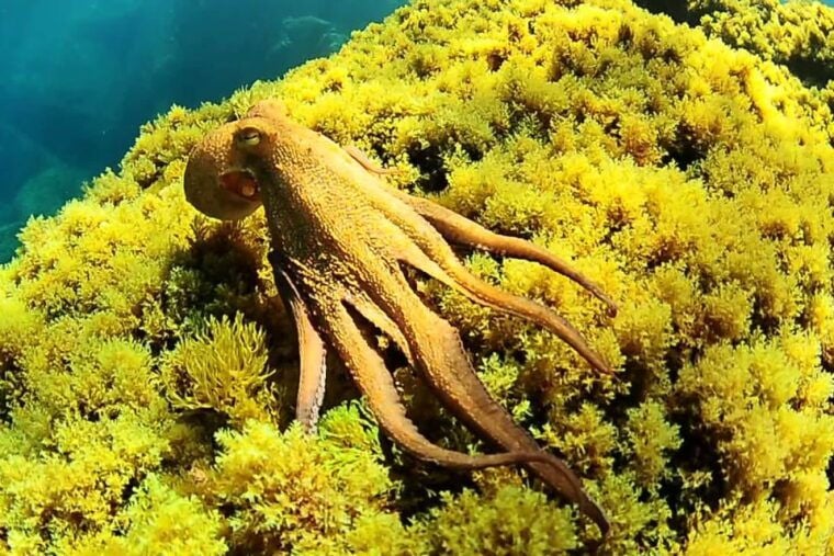 Ibiza Scuba Diving for Beginners and Snorkeling - Itinerary and Experience