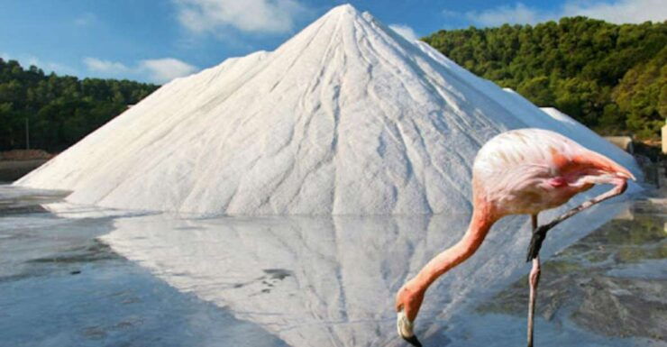 Ibiza: Ses Salinas Bike Tour - Tour Details