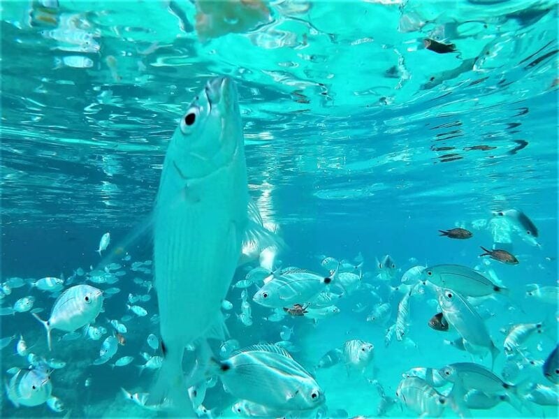 Ibiza: Snorkeling and SUP Paddle, Beach and Cave Boat Tour - Good To Know