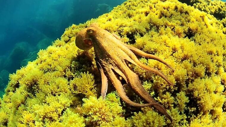 Ibiza: Snorkeling and SUP Paddle, Beach and Cave Boat Tour - Customer Experiences and Reviews