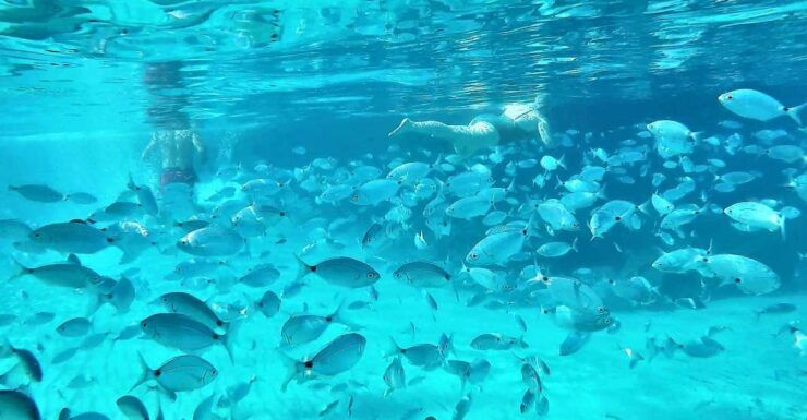 Ibiza: Snorkeling and SUP Paddle, Beach and Cave Cruise - Experience Highlights