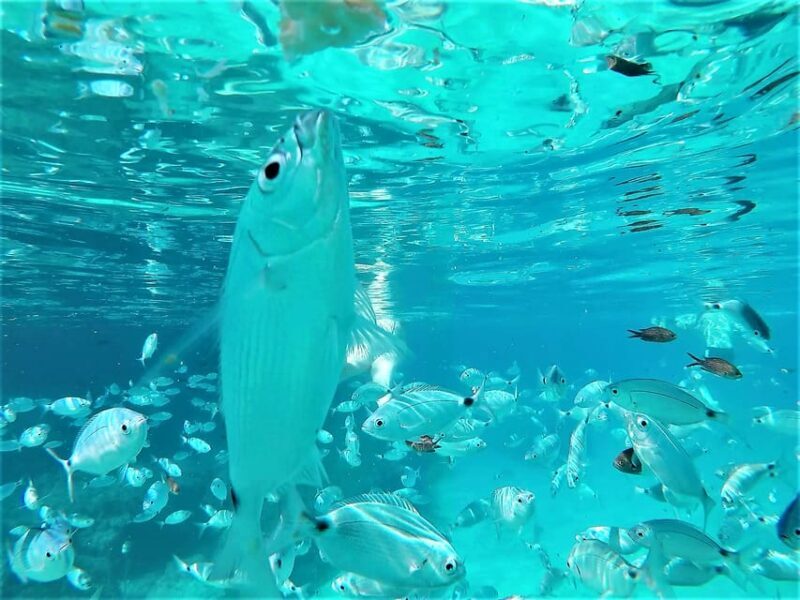 Ibiza: Snorkeling and SUP Paddle, Beach and Cave Tour - Good To Know