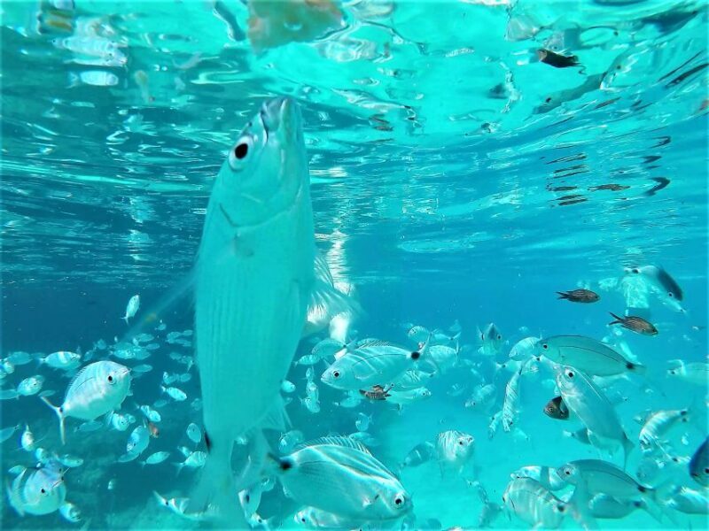 Ibiza: Snorkeling and SUP Paddle, Beach and Cave Tour - FAQs