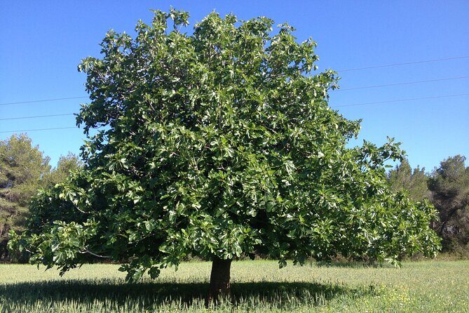 Ibiza Tour Island Bus Tour with Hippie Market Visit - FAQ