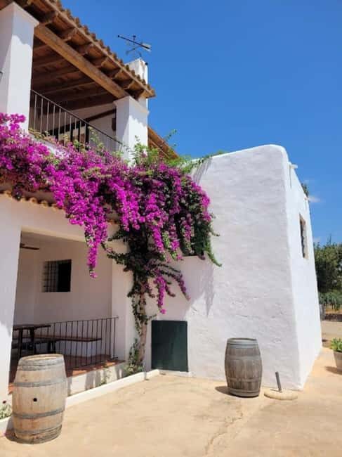 IBIZA Wine Tour: Wine Tasting + TAPAS + Olive Oil+ Transport - The Experience: What You Can Expect