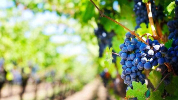Ica Pisco and Wine Tour With Desert Trip - Experience