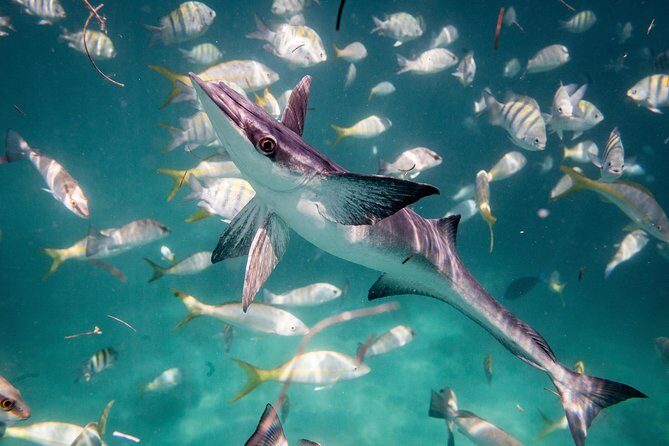 Icacos Deserted Island Catamaran, Snorkel, and Picnic Cruise - Frequently Asked Questions