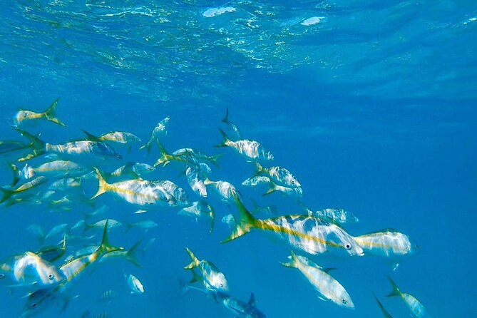 Icacos Island (Cayo Icacos) Snorkeling With Lunch and Open Bar  - Fajardo - Overall Experience