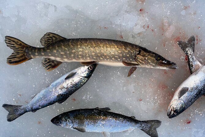 Ice Fishing in Fairbanks - FAQ