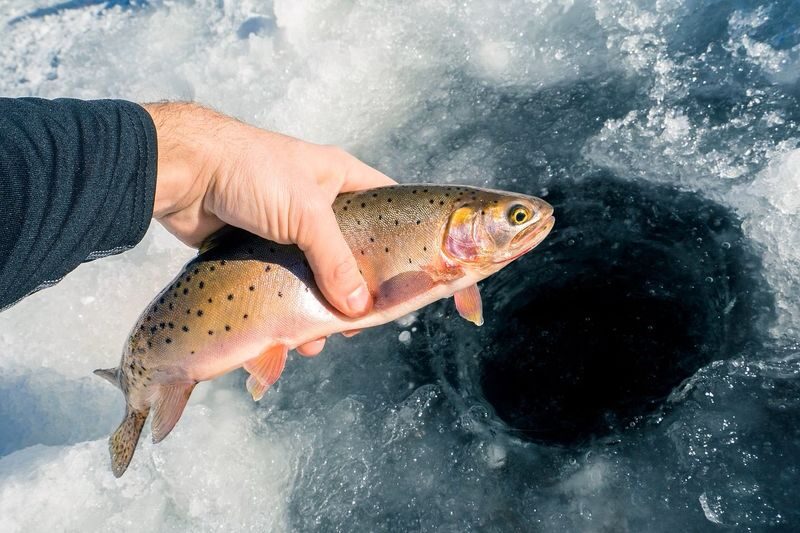 Ice Fishing Lapland Experience from Rovaniemi - A forest walk and a fireside meal